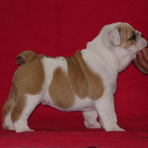 english bulldog puppies